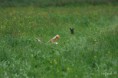 /album/foto-2012/coursing25-4047-jpg/
