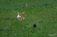 /album/foto-2012/coursing25-4045-jpg/