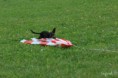 /album/foto-2012/coursing-lissone008-jpg/