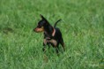 /album/foto-2012/coursingcostam-028-jpg/
