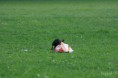 /album/foto-2013/coursing-lissone065-jpg/