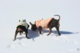 /album/foto-2013/p-neve07-jpg/